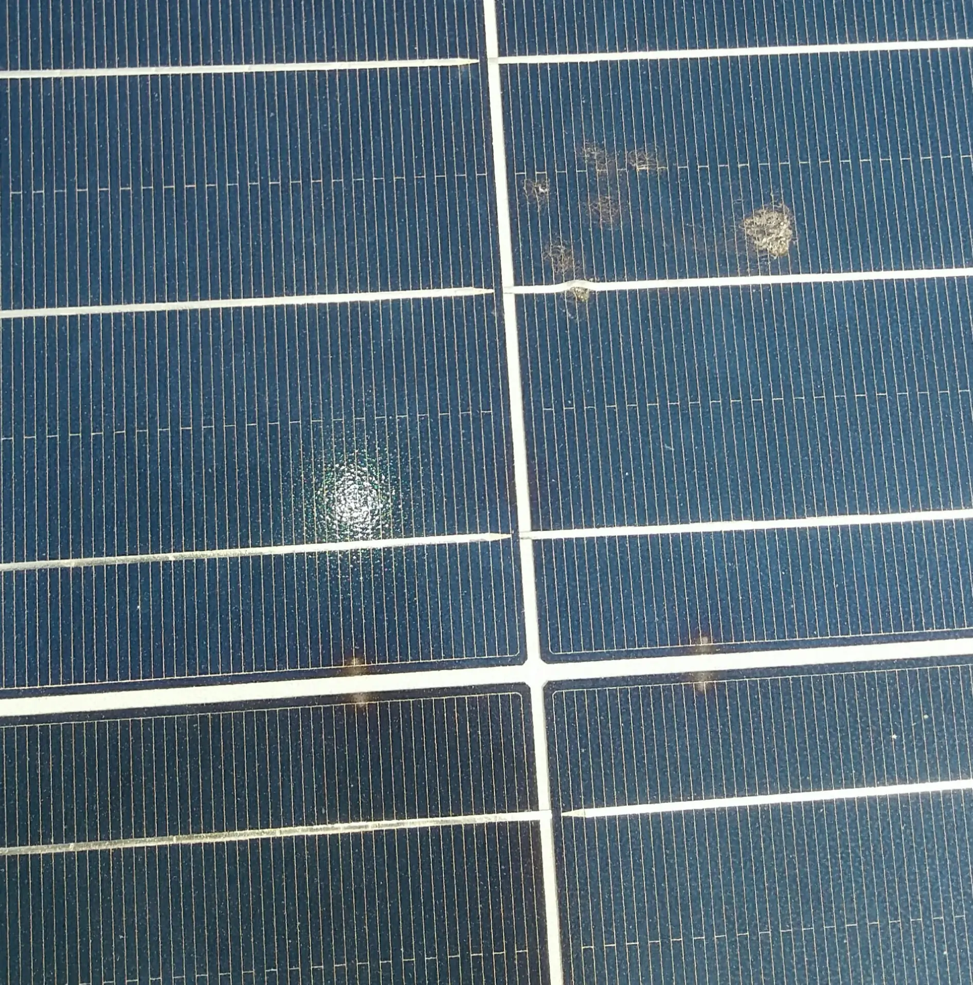 Bird droppings and soiling deposits on solar panel cells causing partial shading and hotspot risk in a ground-mounted PV plant