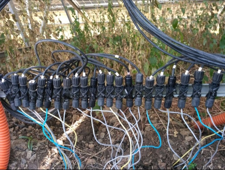 Multiple connected MC4 solar PV connectors lying directly on bare soil, a poor installation practice that allows moisture and dirt to enter the connection points.