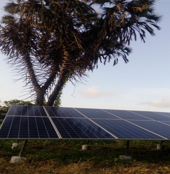 A large mature tree immediately behind a ground-mounted solar PV array, with the tree canopy extending over the rear module rows and casting shadow on the array