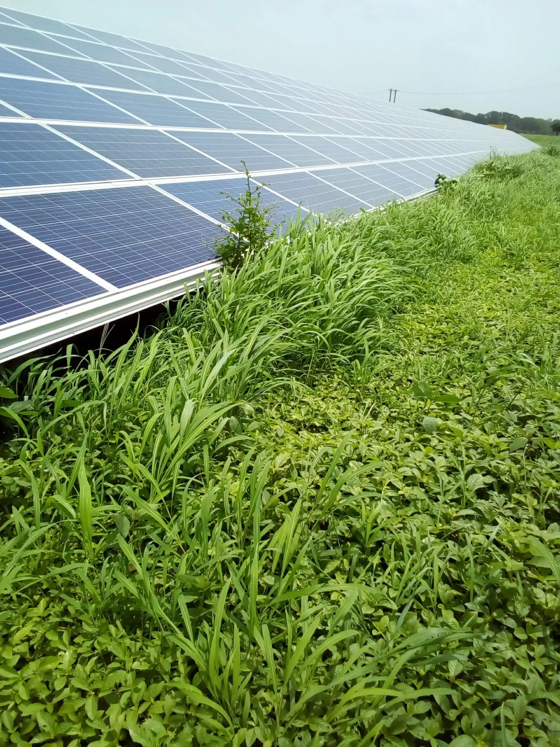Dense weed and vegetation growth reaching the bottom edge of solar PV module frames at a ground-mounted plant during the monsoon season, photographed on 4 August 2017